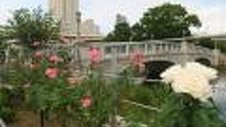 秋も薔薇が咲いていました