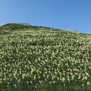 一面の水仙に包まれます