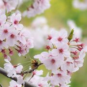 春爛漫～　今春も桜満開です！　～　玉川の里