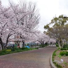 玉川緑地も桜満開