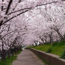 今春も桜トンネルです～