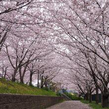 水路沿いも桜の屋根です～