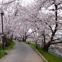 桜並木も桜満開日和？…