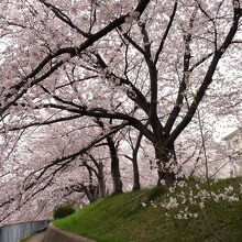 水路へ延びる桜枝も満開