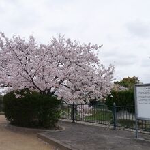 玉川緑地へ戻って来ました