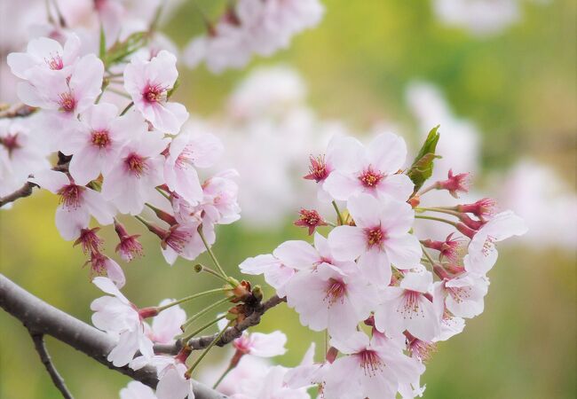 春爛漫～　今春も桜満開です！　～　玉川の里
