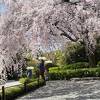 「そうだ、京都いこう」キャンペーン の紅しだれ桜　やっと！