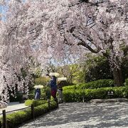 「そうだ、京都いこう」キャンペーン の紅しだれ桜　やっと！