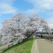 幾坂池の一本桜