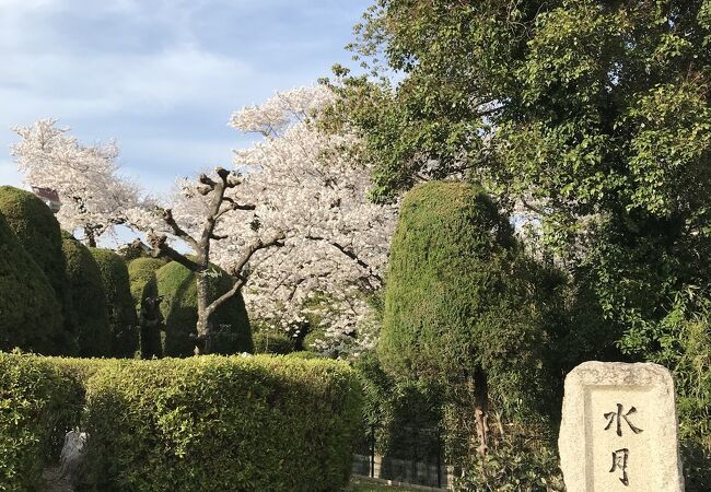 桜の名所です