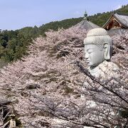 桜大仏様を拝んできました