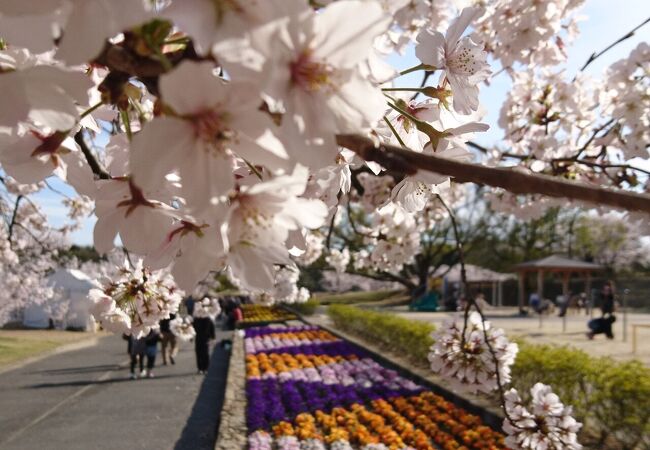 今年の桜も満開