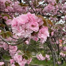 造幣局の桜、2020年4月14日。