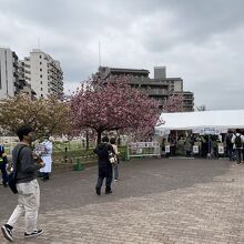 造幣局の桜、入場は南門から。