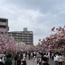 造幣局の桜、平日だが人は多い。