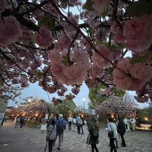 造幣局の桜、時間帯によっては〝夜桜〟にもなる。