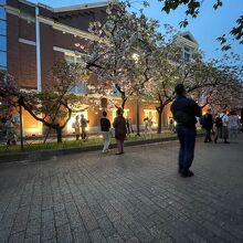 造幣局の桜、造幣局本館も景色に溶け込んでいる。