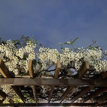 造幣局の桜、藤の花も咲いていた。