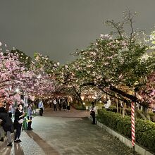 造幣局の桜、時間帯によっては〝夜桜〟にもなる。