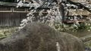 桜とかにかくに碑