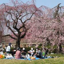 ...桜が咲いてお天気が良かった週末には人多し。