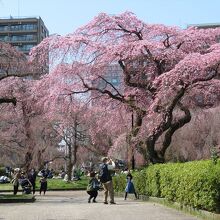 ビルの合間の木立が多い公園といった雰囲気で...、