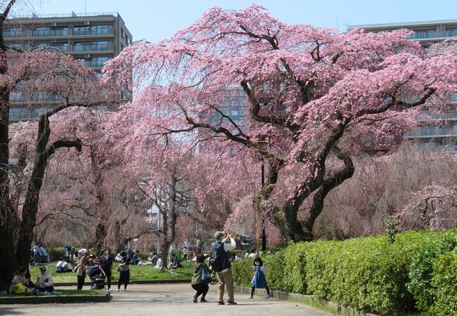 榴岡公園 クチコミ アクセス 営業時間 仙台 フォートラベル 榴岡公園 クチコミ アクセス 営業時間 仙台 フォートラベル
