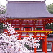 河津桜、ソメイヨシノと、朱色の楼門のコラボ写真撮れます!
