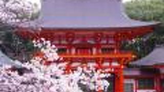 河津桜、ソメイヨシノと、朱色の楼門のコラボ写真撮れます!