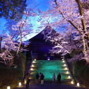 昼間の拝観料よりも高い理由が分かる、幻想的な夜桜ライトアップ!　京都にも負けてない!