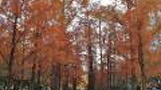 メタセコイアの並木が美しい公園