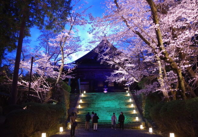 昼間の拝観料よりも高い理由が分かる、幻想的な夜桜ライトアップ!　京都にも負けてない!