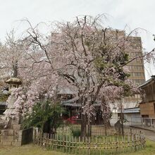 満性寺