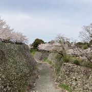 桜がきれいな公園