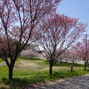 桜の季節は足を運ぶ価値あり