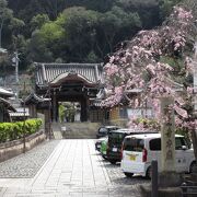 門前の桜がきれい