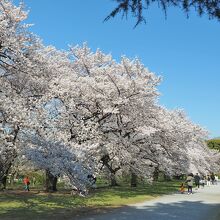 小石川植物園の桜並木