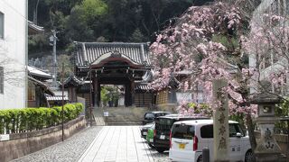 門前の桜がきれい