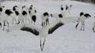 また来ちゃいました。