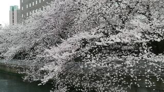 桜が綺麗でした。