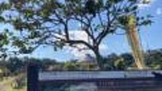 ヤンバルクイナの観察