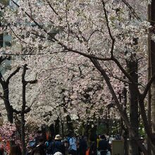 播磨坂桜並木