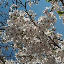 桜並木