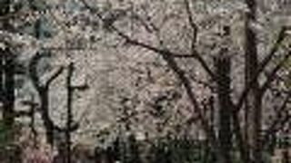 桜並木は見応えがあります