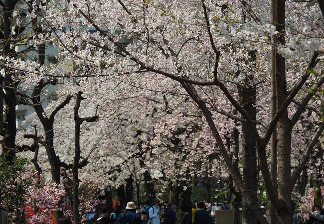 桜並木は見応えがあります