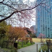 プリンス芝公園の桜