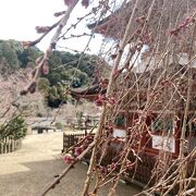 桜の穴場かも