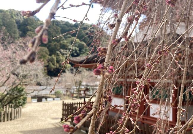 桜の穴場かも