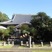 松屋寺の蘇鉄は予想以上に大きくなってしまった？