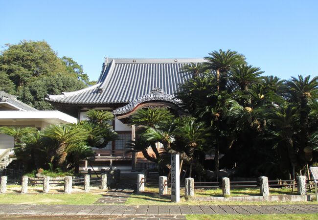 松屋寺の蘇鉄は予想以上に大きくなってしまった？